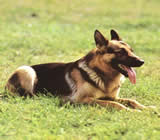 Adestramento de cães em Divinópolis